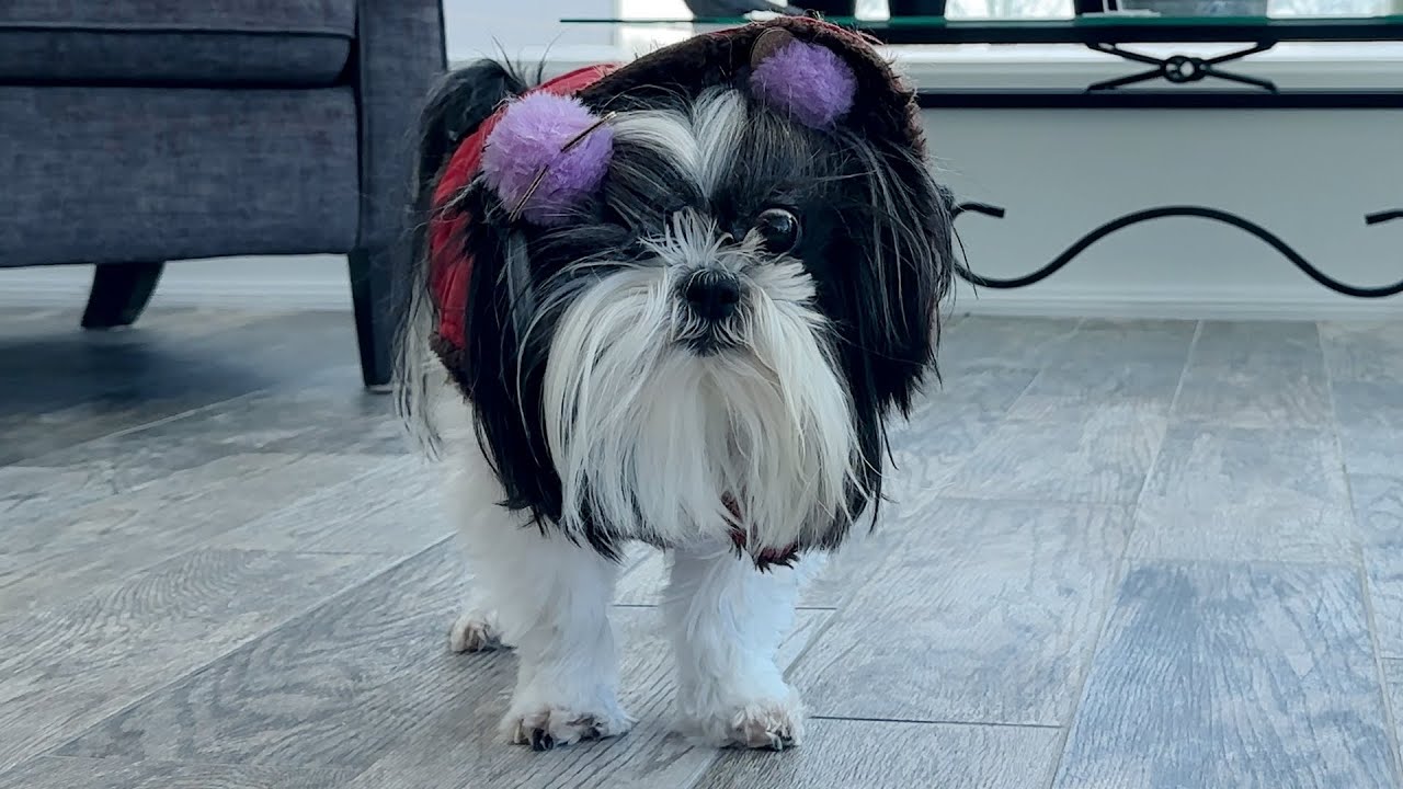 Ши-тцу познал арктические холода!