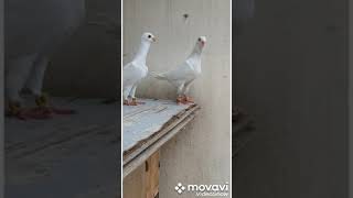 ,pigeons,Adana, самые красивые Адана в мире