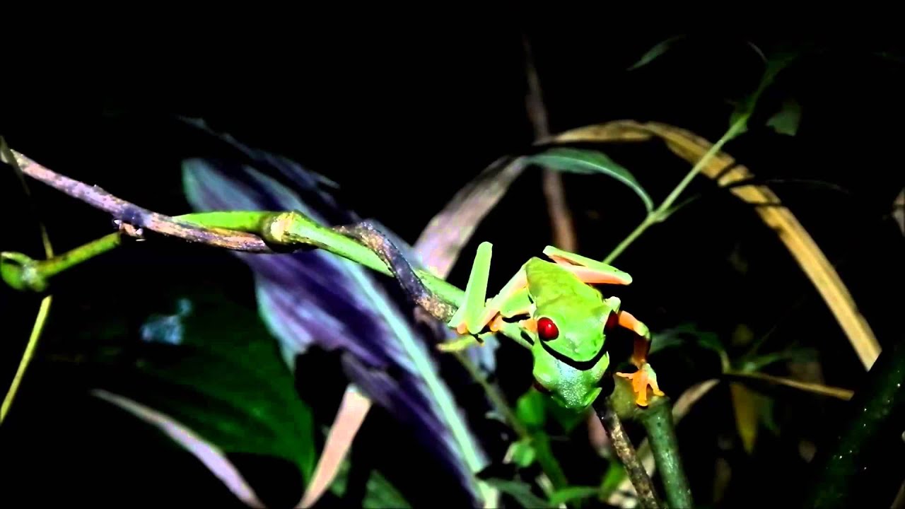 Vibrational communication: The red-eyed tree frog (Agalychnis callidryas)