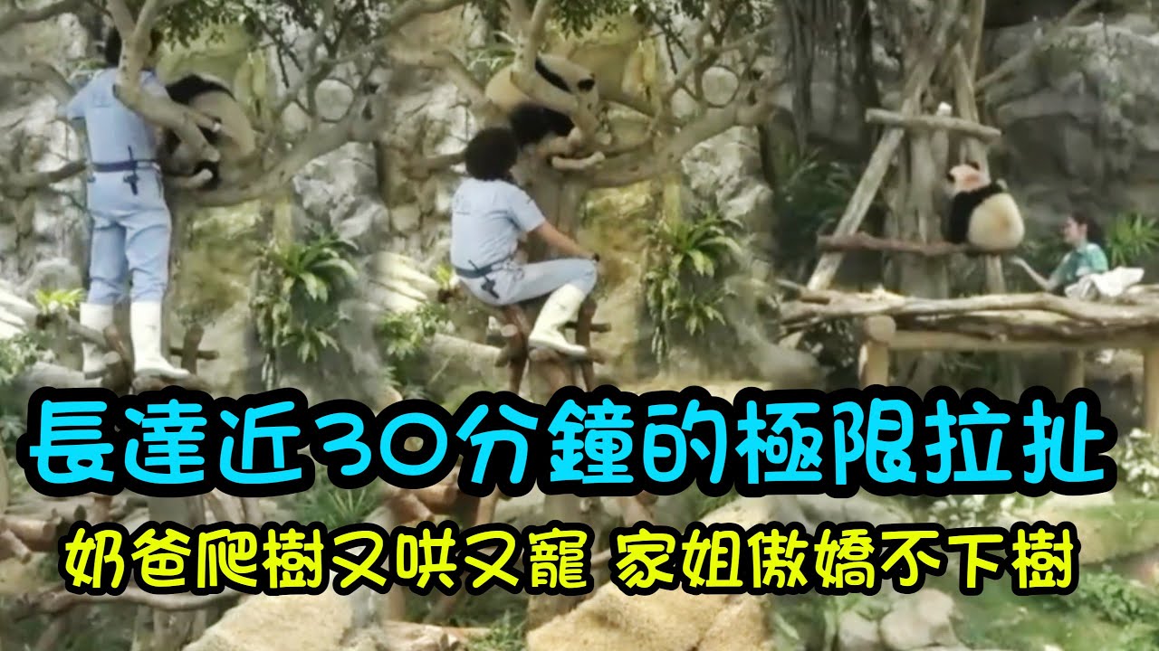6月12日 近半個小時的極限拉扯，不管奶爸奶媽哄家姐 ，家姐都不願意下來，細佬乖乖下樹和奶爸奶媽玩#cutepandad  #香港大熊貓#大熊貓家姐細佬 #大熊貓加加得得