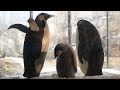 AWS パパのペチペチが痛かった赤ちゃん!-Baby Emperor Penguin-