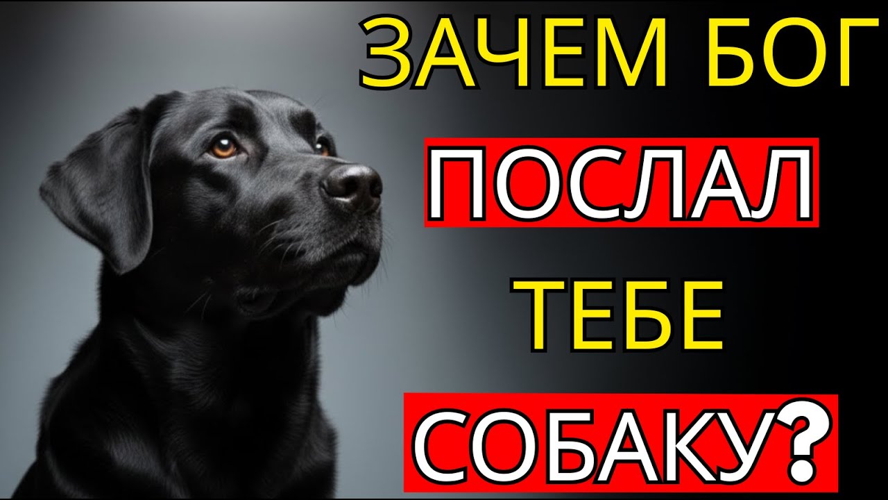 Почему Бог послал вам собаку – это заставит вас плакать