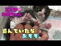 【子猫 保護 17a】遊んでいたら、おそそしちゃった様子が可愛い赤ちゃん子猫♩【cute kitten 17a】