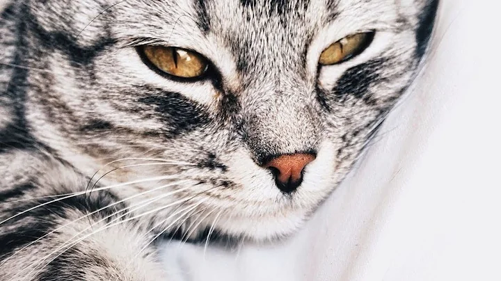 Video 9872781: american shorthair cat breed, popular cat breeds