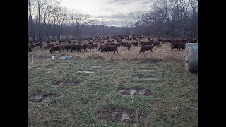 Greg shows the perfect grazing stockpile residual to leave for spring green-up.