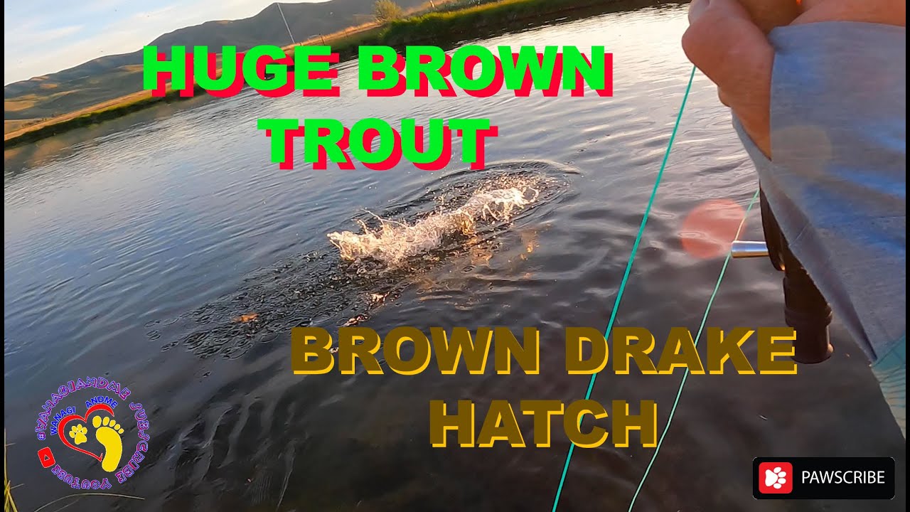 Chasing the Hatch Flyfishing Brown Drake Trophy Brown Trout 4x4 Truck Camper Adventure Silver Creek