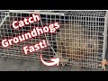 How to catch a groundhog.