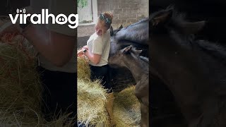 Foal Pesters Caretaker || Viralhog