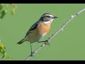 Stber naturfilm presents   the winchat