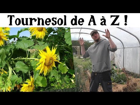 Vidéo: Propriétés Et Composition De L'huile De Tournesol. Méthodes De Traitement