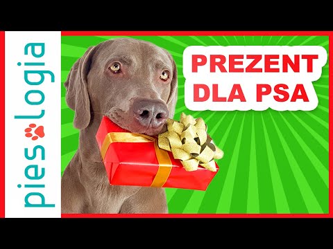 Wideo: 5 prostych przedmiotów dla psa