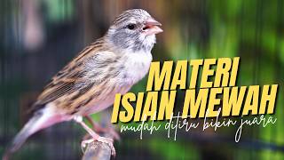 MATERI CENGKOK ISIAN MEWAH - MASTERAN KENARI ISIAN BLACKTHROAT GACOR AMPUH BIKIN BAHAN CEPET BUNYI