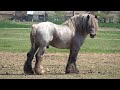 Caii lui Emil de la Girisu de Cris, Bihor - 2023 Nou!!!