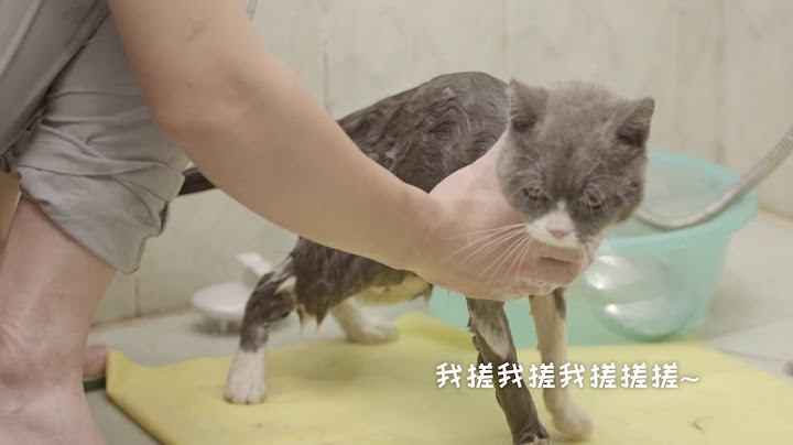 不知道怎樣給貓貓洗澡？看這個視頻就夠了！ - 天天要聞