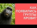 Как появились группы крови? Происхождение групп крови