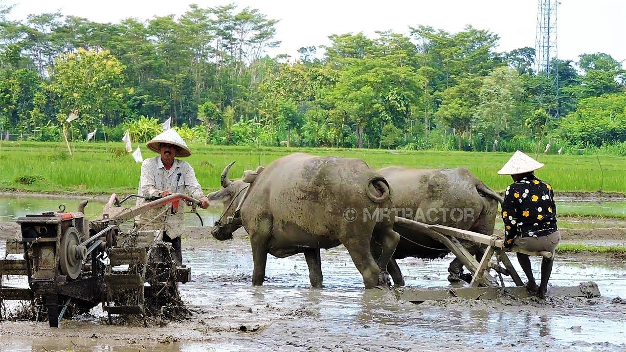 Traktor Petani Buruh Tani Kerbau Mesin Penanam Padi ...