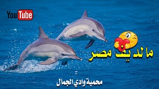 فيلم وأسرار محمية وادي الجمال | مالديف مصر | Wadi El-Gemal NP