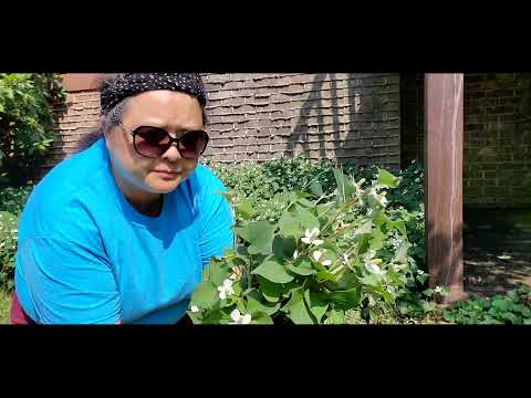 Video: Kua Zaub-mashed Ntsuab Peas Nrog Mint