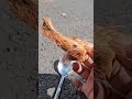 spoon starting a fire #firemaking  #survivalfire