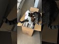 ダンボールを漁るにゃんこ隊