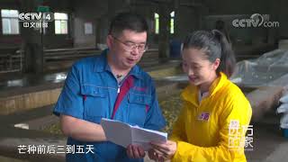 《远方的家》 20210309 大运河特辑(4) 运河两岸 绿色沃野| CCTV中文国际