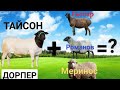 ДОРПЕР кочкордон качкан башка койлор тууптур || Таң калычтуу көрүңүздөр))