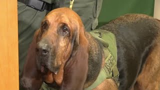 Bloodhound, volunteers help find missing teen