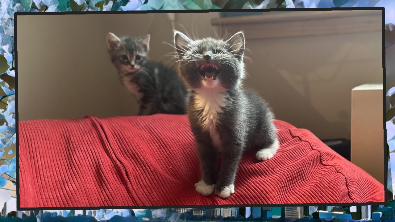 Foster Kitten Livestream (S8, E24) - Apr 14, 2024 - YouTube