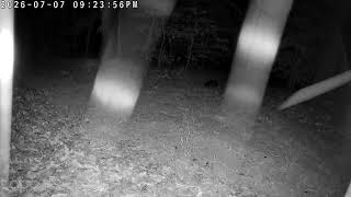 Side by Side Skunks ... Garden Roam - Animal (skunk) - 2026-07-07 21:23
