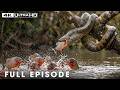 Most Dramatic Moments: Buffalo Takes Down Lion | Battle at Kruger #natureanimaldocumentary