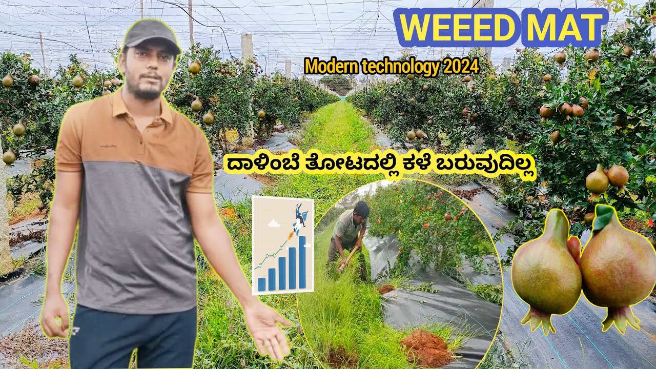 Weed mat | ದಾಳಿಂಬೆ ಗಿಡಕ್ಕೆ ವೀಡ್ ಮ್ಯಾಟ್, ಕಳೆ ಇಲ್ಲ !! Weed  mat for Pomegranate farming,, Mulching mat