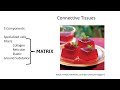Loose Connective Tissues Intro