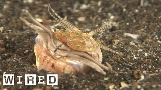 Absurd Creatures | Real-Life "Tremors" Graboid: The Bobbit Worm's Jaws Can Slice a Fish in Two screenshot 2