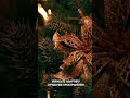 Что делать, если новогоднего настроения до сих пор нет? #shorts