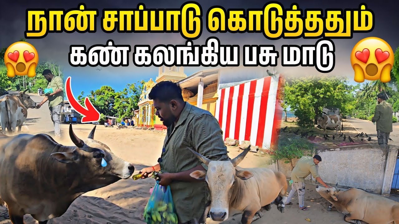 என்னுடைய கையால் சாப்பாடு கொடுத்ததும் கண் கலங்கிய பசுமாடு🥹 | அதிசயம் ஆனால் உண்மை பாருங்க மக்களே