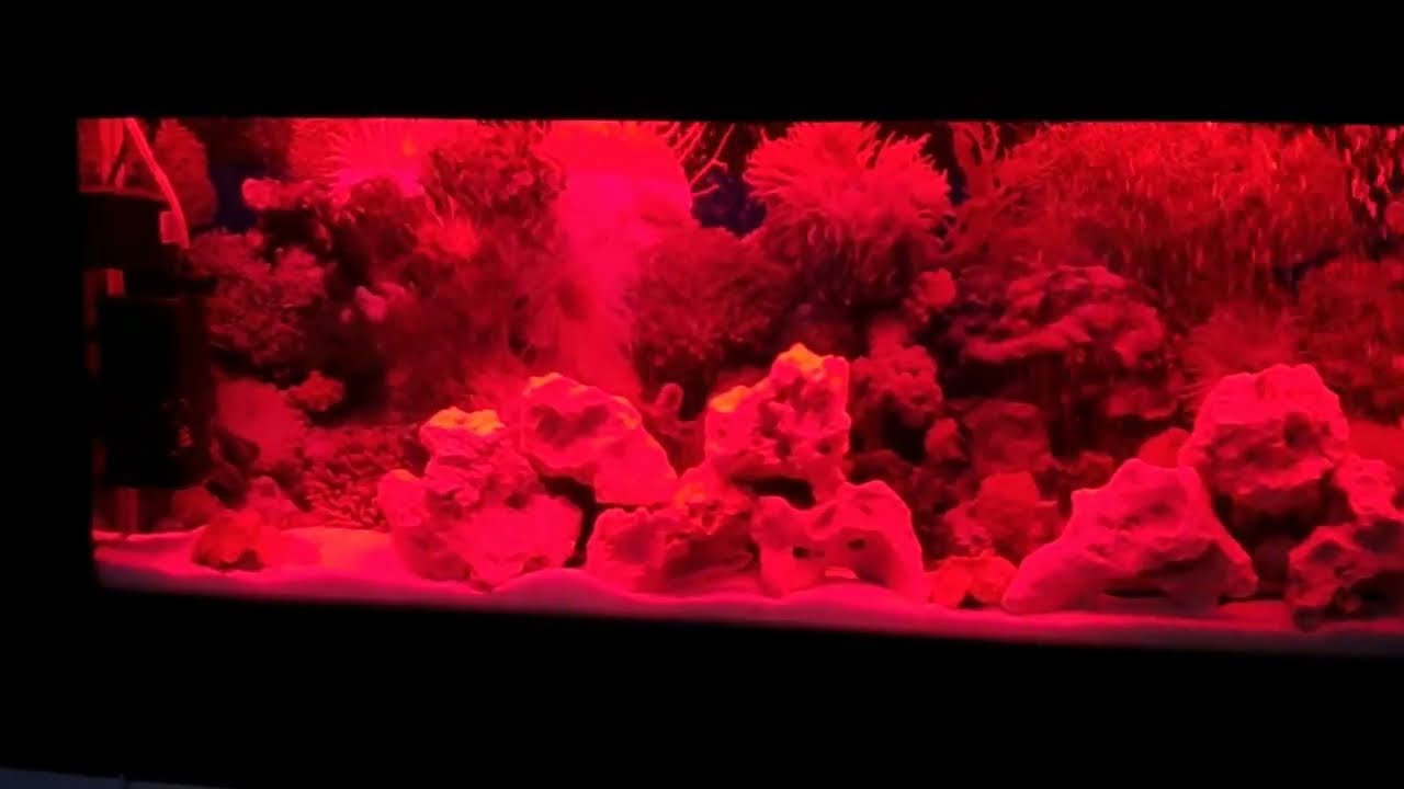 Luxury wall mounted fish tank AQUARIUM www.wallAQUARIUMshop.co.uk - YouTube