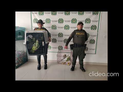 Carabineros de la Policía Tolima incautan y rescatan 62 animales silvestres