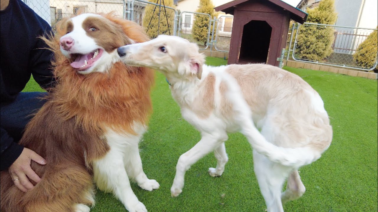 ライオンになったボーダーコリーを見たボルゾイの子犬の反応が可愛いかった Youtube