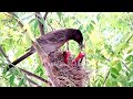 Bulbul's babies are growing up very fast || Animals and Birds