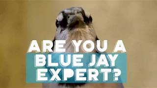 Are You a Blue Jay Expert?