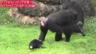 Louis's Great Adventure ② Nonhoi Park Toyohashi General Animal and Botanical Park. Chimpanzee