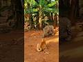 Cat🐈vs🐆Predator! You Won't Believe What Happens Next고양이🐈 vs🐆포식자! 다음에 벌어질 일은 당신이 믿지 못할 것입니다!猫🐈vs🐆捕食者！