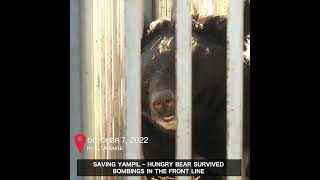 Saving Yampil - Hungry Bear Survived Bombings In The Front Line