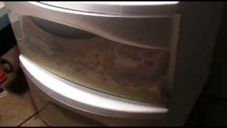 My Mealworm Farm