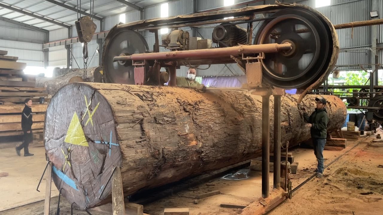 Amazing Wood Processing Factory - Mysteries Inside Giant Trees After Forest  Exploitation