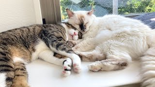 お昼寝をしていたら仲良しニャンズも一緒でした😽 by むにふわ日記 9,267 views 6 months ago 3 minutes, 4 seconds