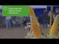 🌽 Warsztaty Polowe kukurydziane 2025 | Ampol-Merol – nowoczesne rozwiązania dla rolnictwa
