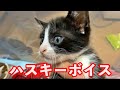 【保護子猫】クロちゃんはハスキーボイス / #004