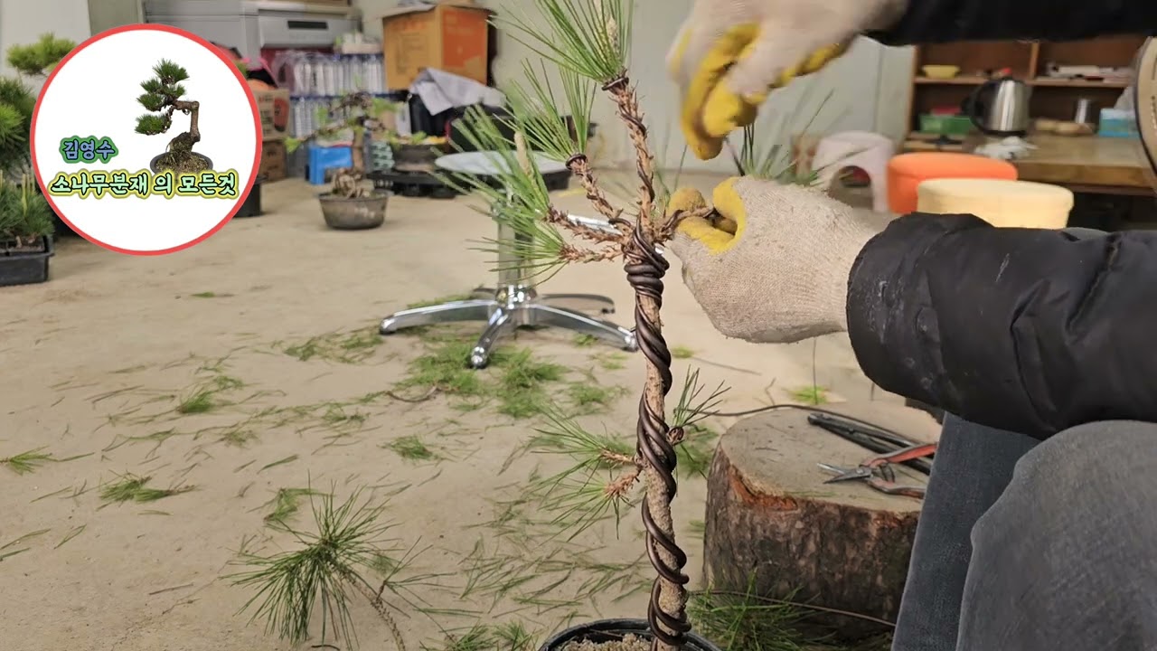 자생 소나무와  만들기