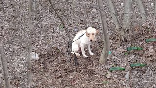 Abandoned Mama Dog Shrinking Why Was She Taken Out Tied Up In The Woods